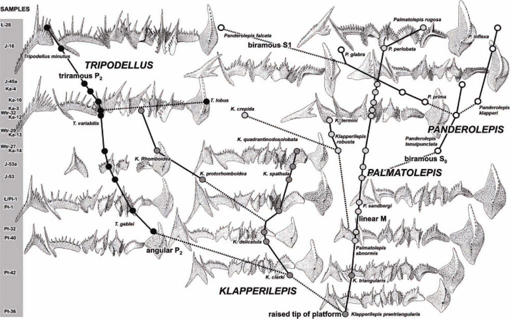 skomplikowanej obróbki danych, kladystyka okazuje się zupełnie bezuŝyteczna ( podrozdział Testowalność, fig. 3, bezpośredni zapis ewolucji Palmatolepididae w konwencji chronofiletycznej fig. 10). Fig.