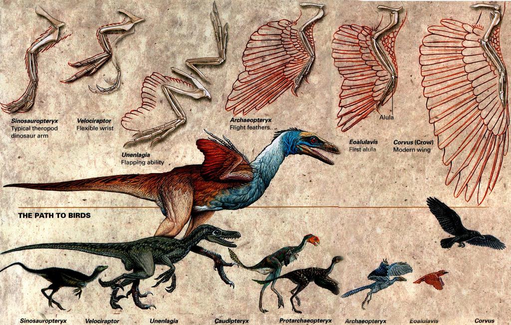 Fig. 11. Domniemana ewolucja prowadząca do ptaków. U dołu była strzałka wskazująca kierunek ewolucji w prawo (nie zeskanowana). Chyba wszystkie przed archeopteryksem są od niego młodsze.