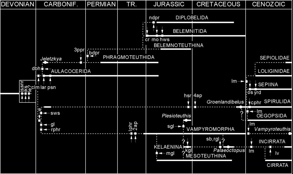 Fig. 13. Filogeneza Coleoidea w postaci trochę przypominającej kladogram.