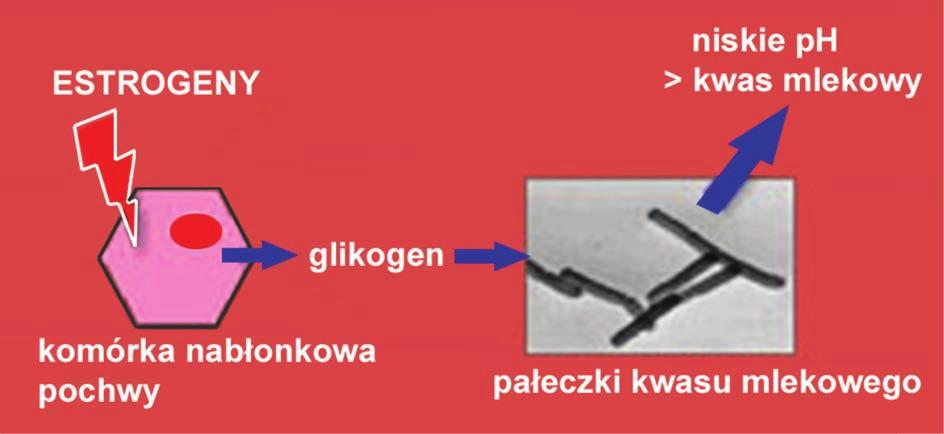 Problem stanów zapalnych żeńskich narządów płciowych ocena wiedzy dziewcząt na temat profilaktyki i leczenia W tym aspekcie profilaktyka chorób przenoszonych drogą płciową stosowanie barierowych