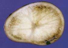 Śluzak (Ralstonia solanacearum) Ralstonia solanacearum jest bakterią glebową występującą głównie w klimacie gorącym W wyniku adaptacji do niższych temperatur, jej wystąpienie odnotowano w krajach