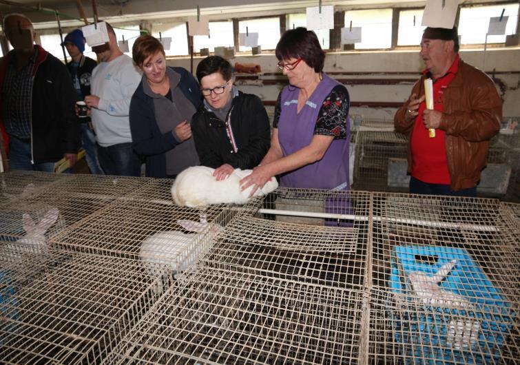 Liczba uczestników 25 - hodowcy królików Tematyka: chów królików szansą dla gospodarstw rodzinnych, dobrostan na fermie oraz wpływ żywienia na