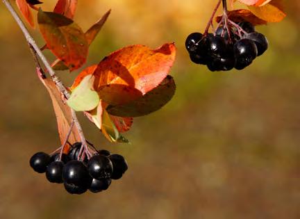 Podczas festiwalu odbędą się degustacje produktów regionalnych, pokazy kulinarne, prowadzone przez znanych i cenionych kucharzy, a także wykłady o zdrowym żywieniu.
