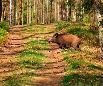 Siedzę pod lasem nocą majową, Czekam czarnego zwierza. Księżyc na niebie prawie już w pełni, Śród gwiazd swą drogę przemierza. Cisza dokoła aż w uszach dzwoni. Człek bicie serca słyszy.