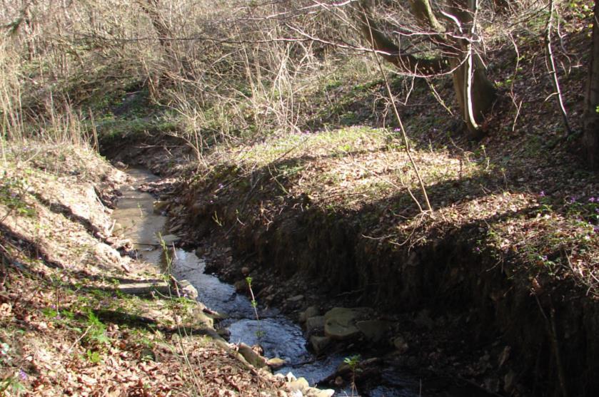 Okresowy ciek przepływjący przez zbiorowisko Tilio-Crpinetum wczesną wiosną 2015