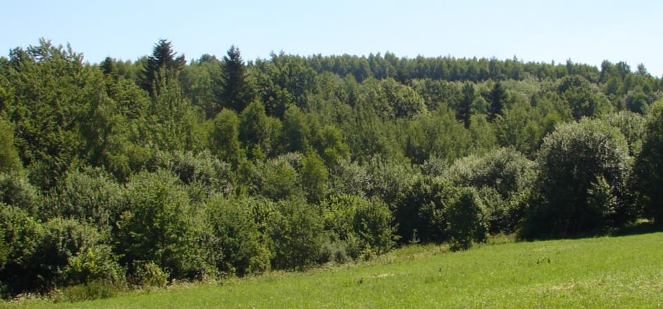 Fgetum z domincją brzozy w drzewostnie czerwiec 2015 roku. Fot. nr 6.