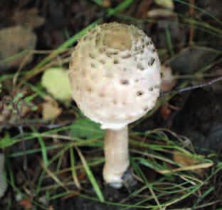 CZUBAJKA KANIA (Macrolepiota procera) Bardzo smaczny, jadalny grzyb, jednak bywa mylony ze śmiertelnie niebezpiecznym muchomorem sromotnikowym.