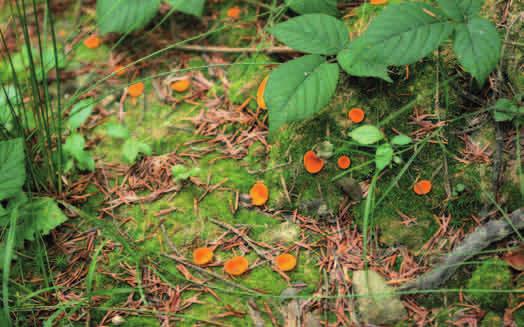 DZIEŻKA POMARAŃCZOWA (Aleuria aurantia) Dzieżka pomarańczowa. Fot.