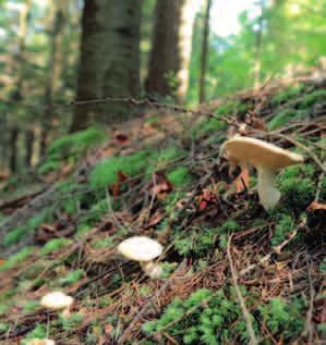 Jadalne są młode owocniki, starsze są gorzkie i niesmaczne. Po spodniej stronie kapelusza tego grzyba występują kolce. Fot.