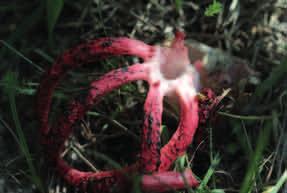 OKRATEK AUSTRALIJSKI (Clathrus archeri) Okratek występuje pojedynczo lub w grupach, od lipca do października, przeważnie na ściółce na skrajach lasów liściastych, w miejscach bogatych w materię