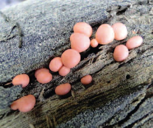 RULIK NADRZEWNY (Lycogala epidendrum) Kuliste owocniki rulika nadrzewnego można spotkać od maja do września na murszejących kłodach, pniakach i martwych gałęziach drzew liściastych i iglastych.