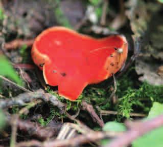 CZARKA SZKARŁATNA (Sarcoscypha coccinea) Jest grzybem dość rzadkim. Owocnik ma kształt czarki, czyli miseczki o średnicy od ok. 2 do 5 cm.