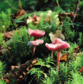 LAKÓWKA AMETYSTOWA (Laccaria amethystina) Lakówka ametystowa owocniki wyrastają grupami. Fot.