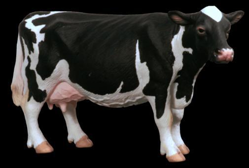 Dlaczego