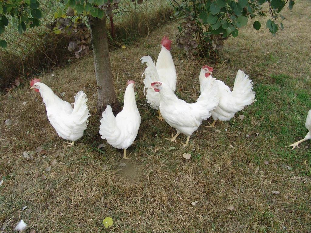 jak i cechy jakości jaj wylęgowych oraz genotyp kur, wydaje się celowe podjęcie kolejnych badań w tym zakresie.