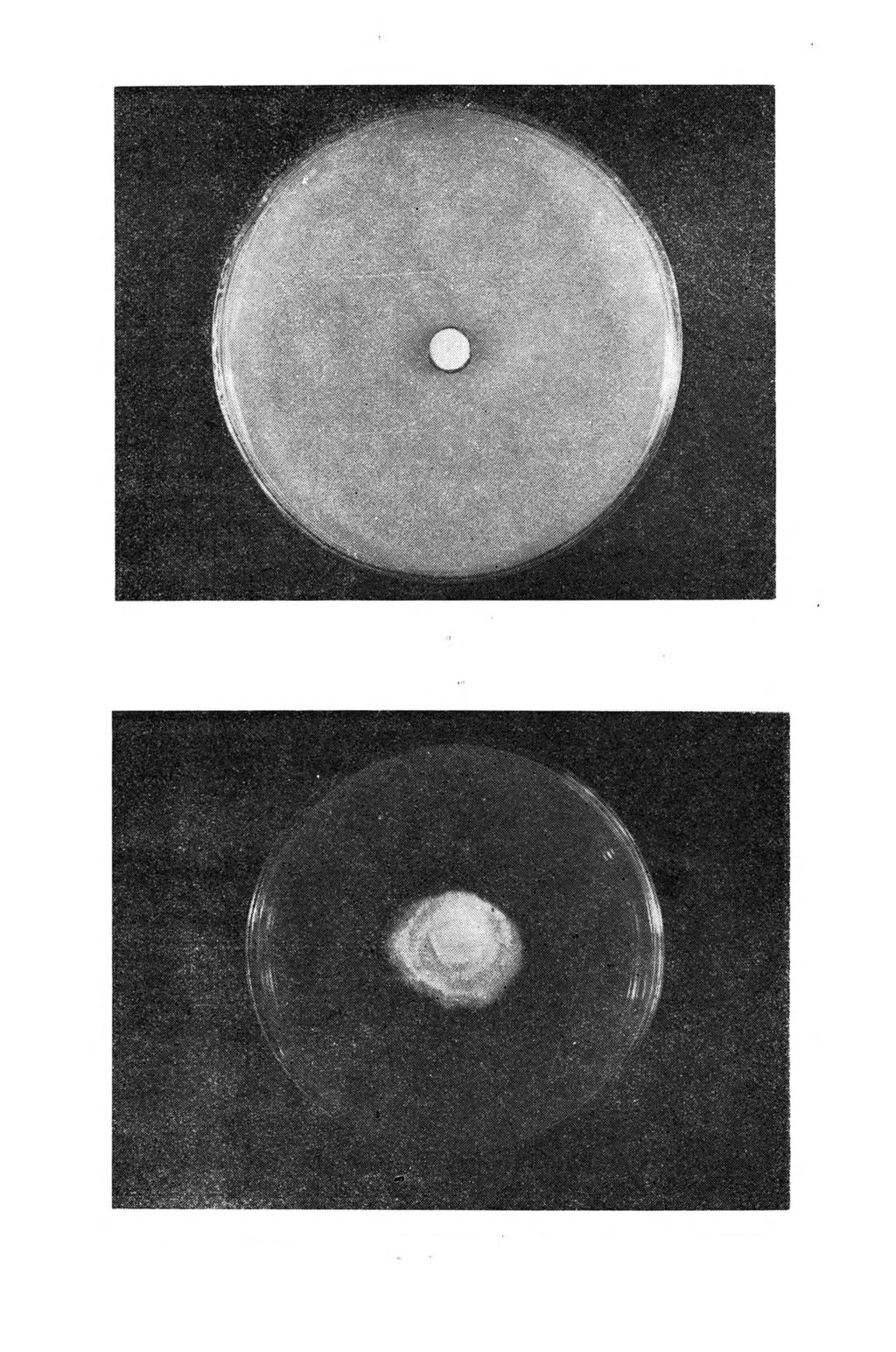 114 H. Pachlewsiki, E. Chruściak Rys. 13. Wzrost S. bovinus (1941).na podłożu Pp z dodatkiem CaO w ilości 664 mg/l (dawka maksymalna) S.