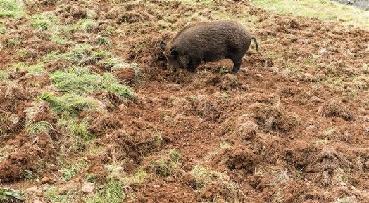BOBRY I DZIKI UTRAPIENIEM ROLNIKÓW Urząd Gminy w Wadowicach Górnych podjął kroki zmierzające do zwiększenia przez Koła Łowieckie odstrzału redukującego liczbę bobrów na obszarze Gminy Wadowice Górne,