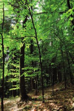 BUK POSPOLITY (Fagus sylvatica) Buczyna. Fot. IB Drewno bukowe. Fot. PŁW Gatunek typowy dla zbiorowisk górskich i podgórskich. Drzewo o gładkiej, cienkiej, popielato-szarej korze, o wysokości do 30 m.