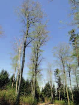 Buki wczesną