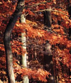 DĄB CZERWONY (Quercus rubra) Dąb czerwony jesienią. Fot. PŁW Liście dębu czerwonego latem Fot.