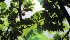 DĄB SZYPUŁKOWY (Quercus robur) Jest drzewem długowiecznym o majestatycznej budowie dorasta do 40 m.