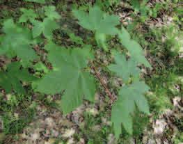 KLON JAWOR (Acer pseudoplatanus) Klon jawor. Fot. PŁW Klon jawor plamy są spowodowane infekcją grzybiczą. Fot. PŁW Gatunek typowy dla lasów górskich (regiel dolny) oraz pogórza, dorasta do 40 m wysokości.