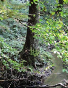 OLSZA CZARNA (Alnus glutinosa) Olsza często rośnie nad potokami. Fot.