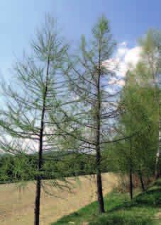 MODRZEW EUROPEJSKI (Larix decidua) Modrzew wiosną widoczne młode igły. Fot. PŁW Młode szyszki modrzewia. Fot. MK Modrzew europejski to drzewo iglaste, które gubi przed zimą swoje cienkie, nieprzystosowane do mrozu igły.