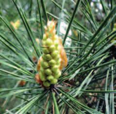 SOSNA POSPOLITA (Pinus sylvestris) Jest to wysokie, dorastające do 35 m, zimozielone drzewo iglaste.