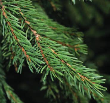 ŚWIERK POSPOLITY (Picea abies) Igły świerka są sztywne i kłujące. Fot. PŁW Szyszka świerka. Fot. PŁW Gatunek występujący naturalnie w lasach górskich i lasach wschodniej Polski.