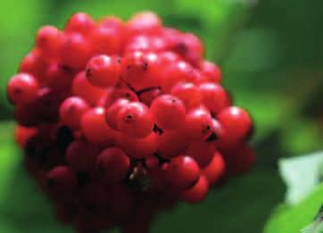 BEZ KORALOWY (Sambucus racemosa) Pospolity gatunek, występujący w górach oraz na pogórzu.