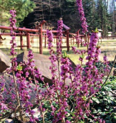 OCHRONA CZĘŚCIOWA WAWRZYNEK WILCZEŁYKO (Daphne mezereum) Kwiaty wawrzynka pachną bardzo intensywnie. Fot.