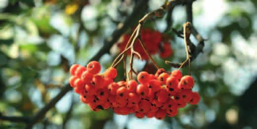 JARZĄB POSPOLITY syn. JARZĘBINA (Sorbus aucuparia) Delikatnie zbudowane drzewo lub krzew o dość cienkim pniu, z gładką, jasną korą, dorastające do 20 m.