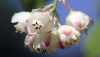 KŁOKOCZKA POŁUDNIOWA (Staphylea pinnata) Kwiaty kłokoczki południowej. Fot. MK Owoce kłokoczki południowej. Fot. MK Występuje w południowo-wschodniej części kraju, w przerzedzonych lasach i zaroślach.