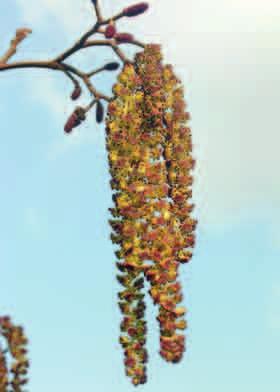 LESZCZYNA POSPOLITA (Corylus avellana) To pospolity leśny krzew, rzadziej drzewo. Dorasta do 5 metrów wysokości.