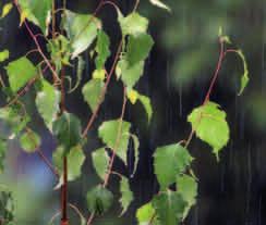 BRZOZA BRODAWKOWATA (Betula pendula) Charakterystyczna biała kora. Fot. PŁW Liście brzozy. Fot. PŁW Drzewo dorasta do 25 m. Kora jest najpierw ciemnobrunatna, a po ok.