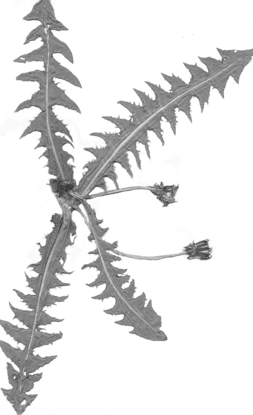 30 Fragm. Flor. Geobot.