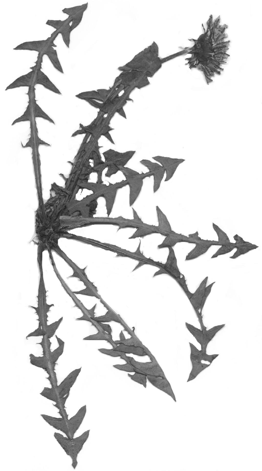 (Fig. 11). Taraxacum jugiferum H. Øllg.