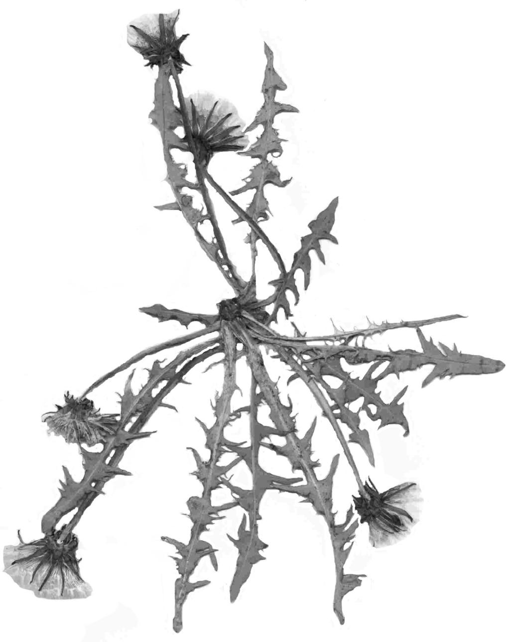 H. Øllgaard i in.: Nowe gatunki Taraxacum 33 Ryc. 13. (Fig. 13). Taraxacum podlachiacum H. Øllg ined. sfałdowane, zwykle jasno-fioletowo-brunatne, na brzegu bardzo wąsko wątrobiano obrzeżone.