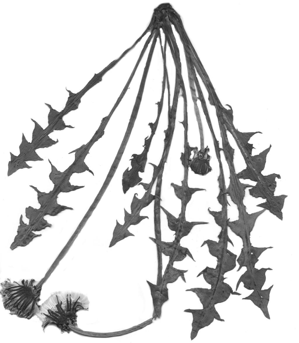 Taraxacum sertatum Kirschner, H. Øllg.