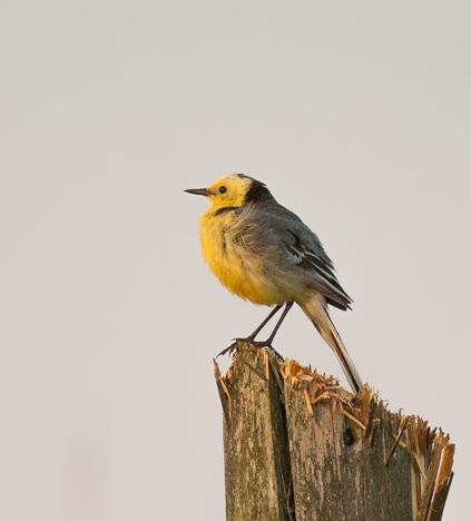 Pliszka cytrynowa Prawdopodobnie na Bece znajduje się największe zagęszczenie par lęgowych