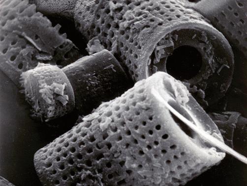D. Szablicka i M. Różewicz Fot. 2. Cylindryczne pancerzyki okrzemków pod mikroskopem Photo 2. Cylindrical shells of diatoms under the microscope epminerals.
