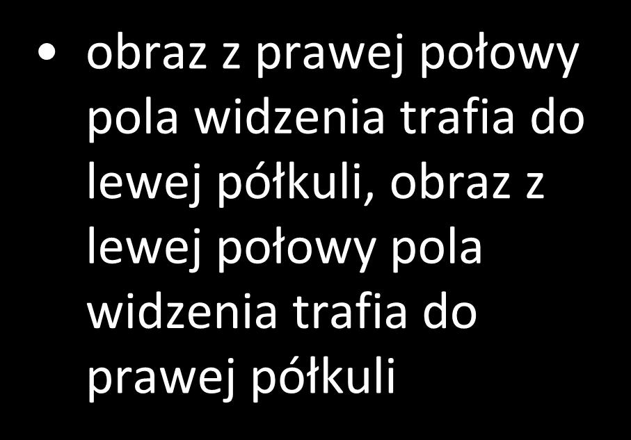 półkuli, obraz z lewej