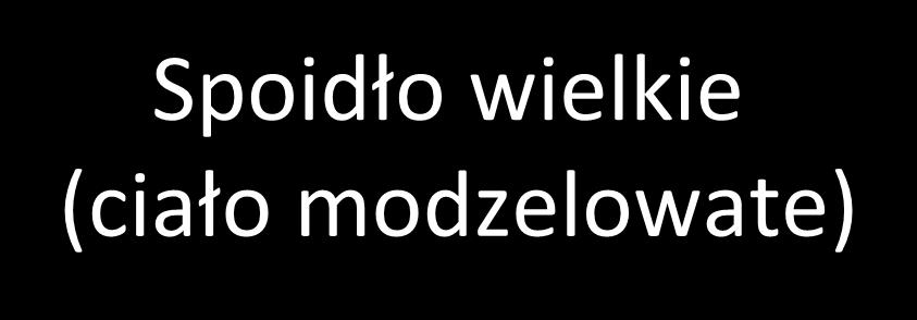 Spoidło wielkie (ciało modzelowate)