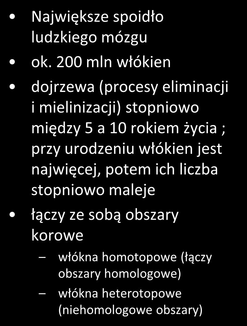 ok. 200 mln włókien dojrzewa