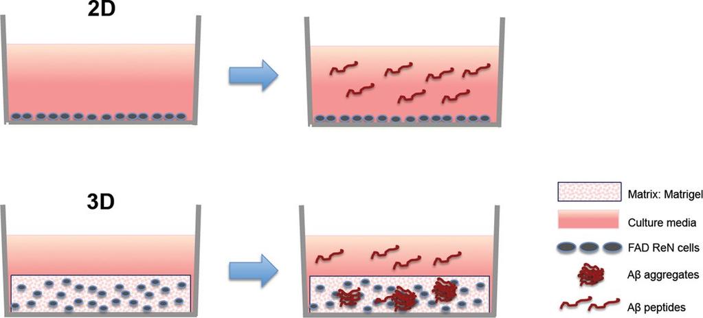 Zastosowanie: Najwięcej doniesień o zastosowaniu trójwymiarowych hodowli komórkowych in vitro w badaniach schorzeń neurodegeneracyjnych dotyczy choroby Alzheimera.