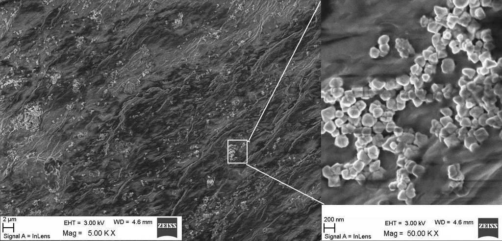 Prepared samples had the shape of a cylinder, diameter of 44mm, height of 40mm. The mmicro and nanostructure of MNP phantom with 1.6% weigt content is shown in Fig. 1 and Fig. 2. Figure 1.