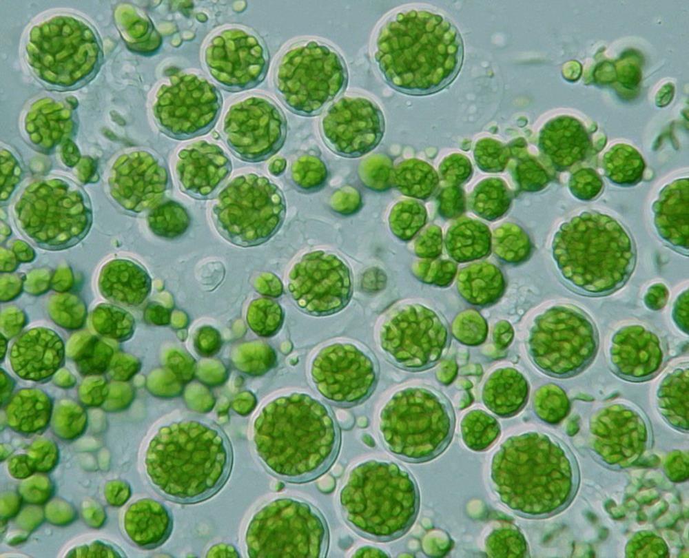 Fitoplankton jako podstawa