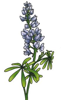 (Lupinus