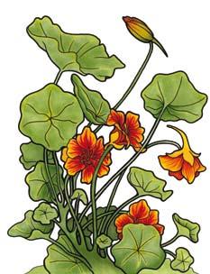 10. Nasturcja